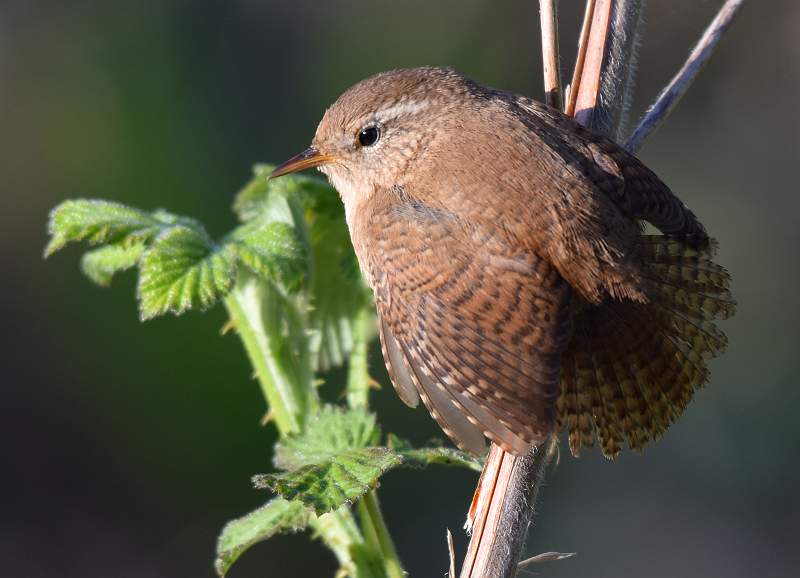 Sunbathing Wren_Julie Browne.jpg - B
